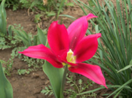 lalele - 4 2011 PLANTE GRADINA A-R