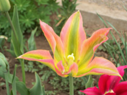 lalele - 4 2011 PLANTE GRADINA A-R