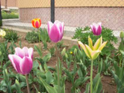 lalele - 4 2011 PLANTE GRADINA A-R