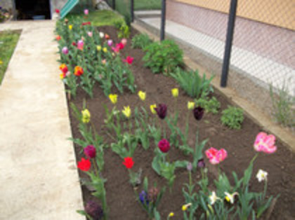 lalele - 4 2011 PLANTE GRADINA A-R