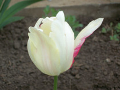 53848827_SIYYYWO2 - 4 2011 PLANTE GRADINA A-R