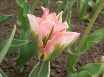 lalele - 4 2011 PLANTE GRADINA A-R