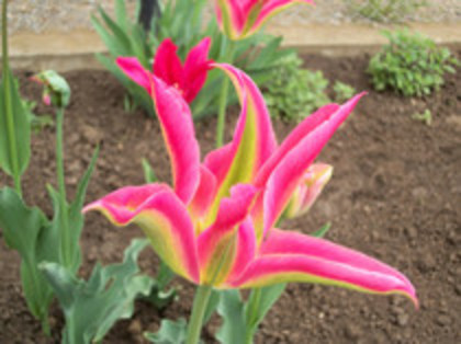 lalele - 4 2011 PLANTE GRADINA A-R
