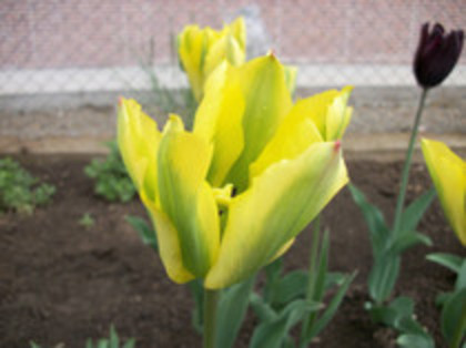 lalele - 4 2011 PLANTE GRADINA A-R