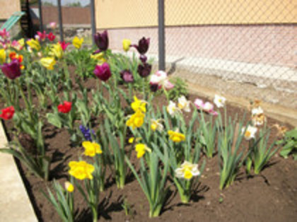 lalele - 4 2011 PLANTE GRADINA A-R