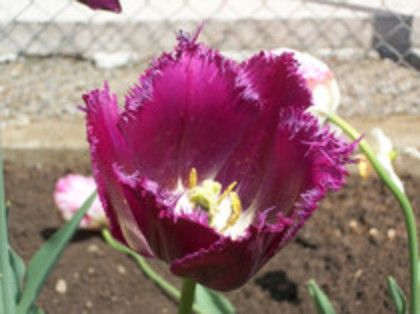 lalele - 4 2011 PLANTE GRADINA A-R