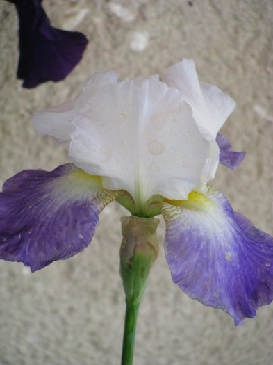 61 - Iris germanica si Iris pumila 2011