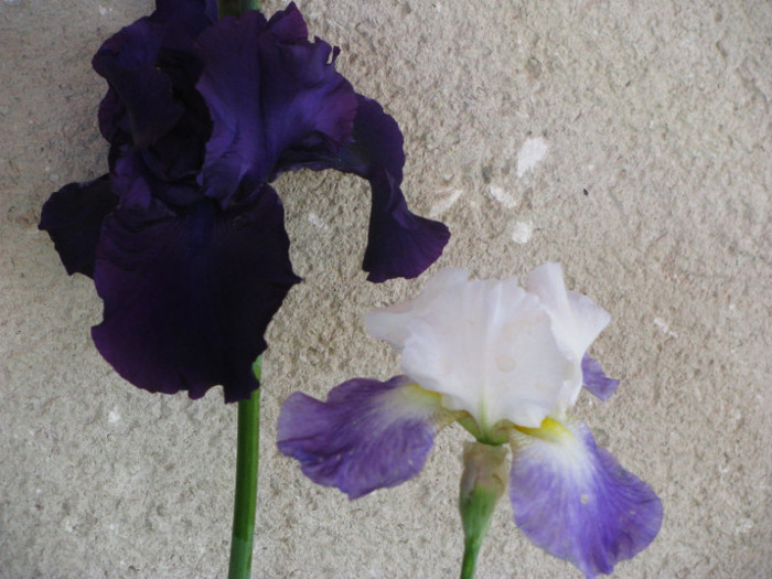 62 - Iris germanica si Iris pumila 2011