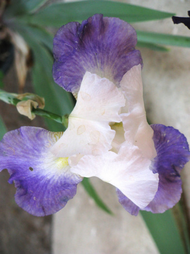 63 - Iris germanica si Iris pumila 2011