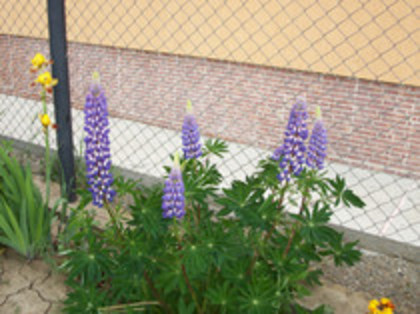lupini - 4 2011 PLANTE GRADINA A-R