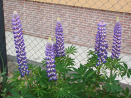 lupini - 4 2011 PLANTE GRADINA A-R