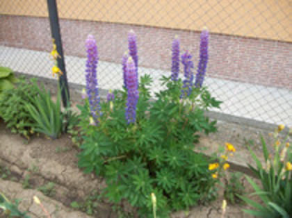 lupini - 4 2011 PLANTE GRADINA A-R