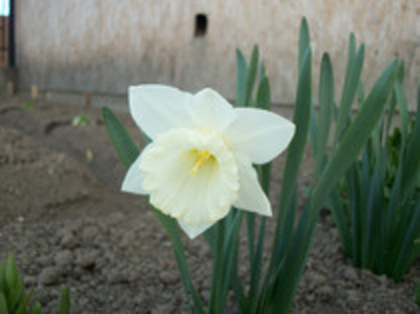narcise - 4 2011 PLANTE GRADINA A-R