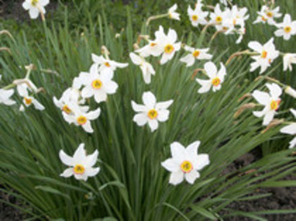 narcise - 4 2011 PLANTE GRADINA A-R