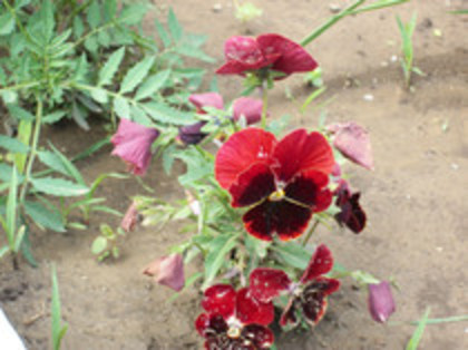 pansele - 4 2011 PLANTE GRADINA A-R