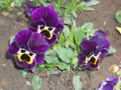pansele - 4 2011 PLANTE GRADINA A-R