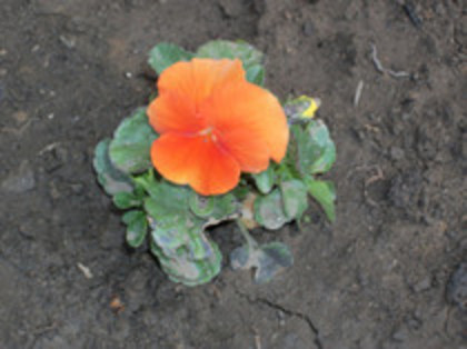 pansele - 4 2011 PLANTE GRADINA A-R