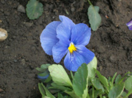 pansele - 4 2011 PLANTE GRADINA A-R