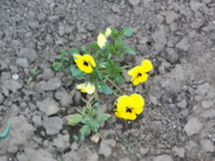 pansele - 4 2011 PLANTE GRADINA A-R