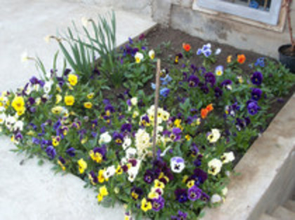 pansele - 4 2011 PLANTE GRADINA A-R