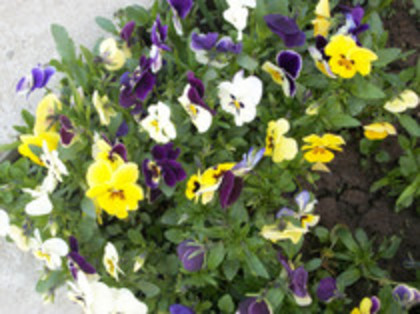 pansele - 4 2011 PLANTE GRADINA A-R