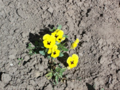 pansele - 4 2011 PLANTE GRADINA A-R