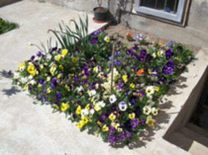 pansele - 4 2011 PLANTE GRADINA A-R