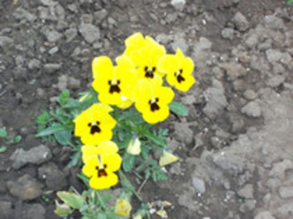 pansele - 4 2011 PLANTE GRADINA A-R