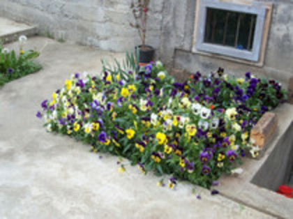 pansele - 4 2011 PLANTE GRADINA A-R