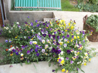 pansele - 4 2011 PLANTE GRADINA A-R