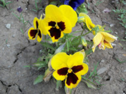 pansele - 4 2011 PLANTE GRADINA A-R