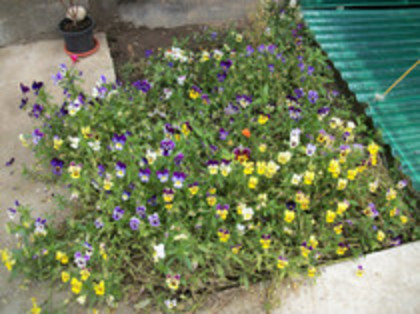 pansele - 4 2011 PLANTE GRADINA A-R