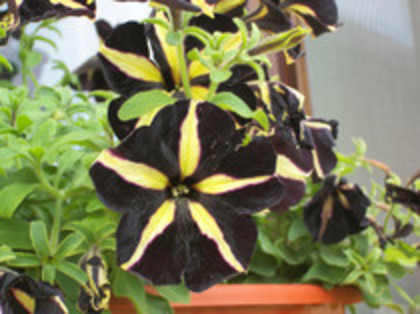 petunii - 4 2011 PLANTE GRADINA A-R
