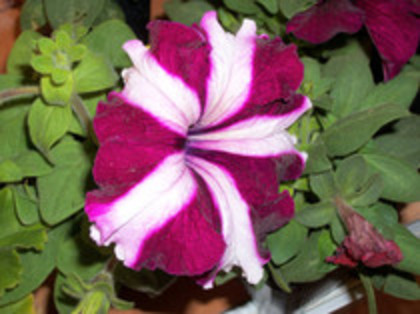 petunii - 4 2011 PLANTE GRADINA A-R