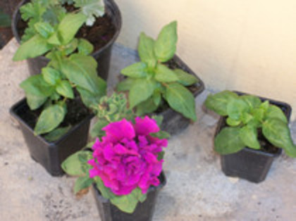 petunii - 4 2011 PLANTE GRADINA A-R