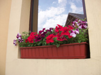 petunii - 4 2011 PLANTE GRADINA A-R