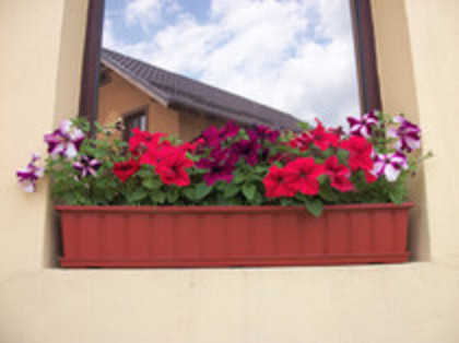 petunii - 4 2011 PLANTE GRADINA A-R