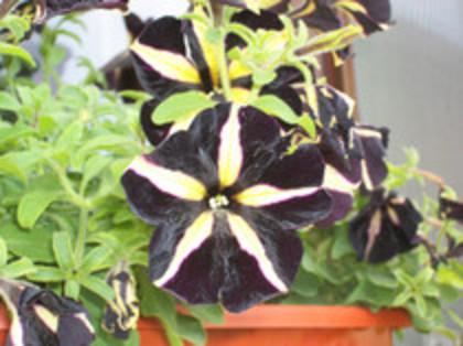 petunii - 4 2011 PLANTE GRADINA A-R