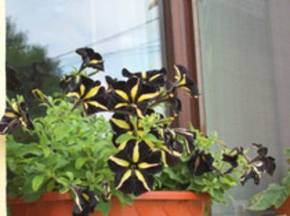 petunii - 4 2011 PLANTE GRADINA A-R