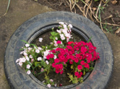 phox pitic - 4 2011 PLANTE GRADINA A-R