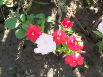 phox pitic - 4 2011 PLANTE GRADINA A-R