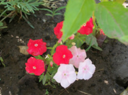 phox pitic - 4 2011 PLANTE GRADINA A-R
