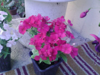 phox pitic - 4 2011 PLANTE GRADINA A-R