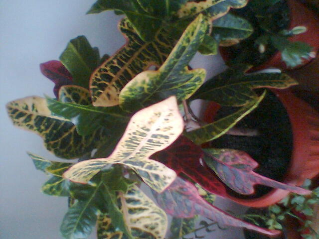 croton - croton