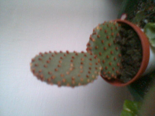 cactus 2012 - cactusi