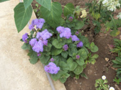 pufuleti - 4 2011 PLANTE GRADINA A-R