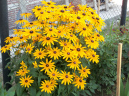 rudbeckia