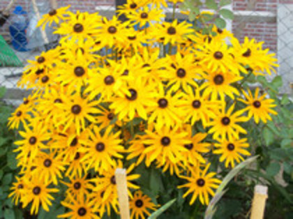 rudbeckia