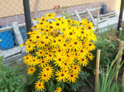 rudbeckia - 4 2011 PLANTE GRADINA R-X