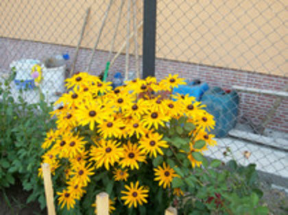 rudbeckia - 4 2011 PLANTE GRADINA R-X